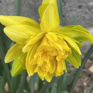 スイセン,八重咲き水仙 フォンシオン,登山,今日の一枚,花のある暮らしの画像