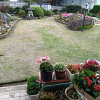芝生,可愛い,癒される,花のある暮らし,綺麗の画像