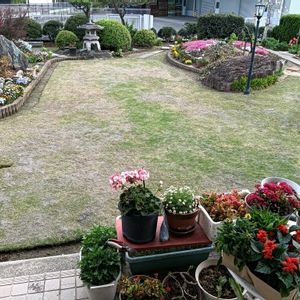 芝生,可愛い,癒される,花のある暮らし,綺麗の画像