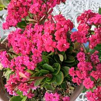 芝生,可愛い,癒される,花のある暮らし,綺麗の画像