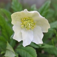 ハナニラ,クリスマスローズ ニゲル,ハナニラ(イフェイオン),ガーデニング,ナチュラルガーデンの画像