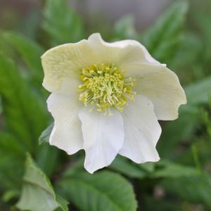 ハナニラ,クリスマスローズ ニゲル,ハナニラ(イフェイオン),ガーデニング,ナチュラルガーデンの画像