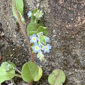 キュウリグサ,かわいい雑草,花のある暮らし,遊びゴコロ,チーム愛知の画像
