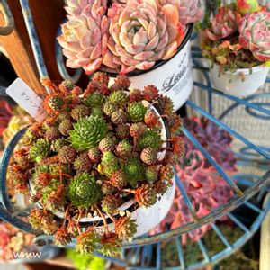 多肉植物,癒される,no green no life,センペルビウム属,多肉植物のある暮らしの画像