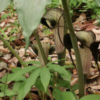 ニリンソウ,ニリンソウ,ヒトリシズカ,ヒトリシズカ,ウラシマソウの画像