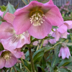 クリスマスローズ,クリスマスローズ,バイモ,お出かけ先の画像