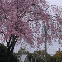 きれい,咲いた！,季節の花,花のある暮らし,綺麗の画像