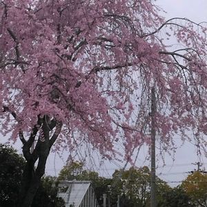 きれい,咲いた！,季節の花,花のある暮らし,綺麗の画像