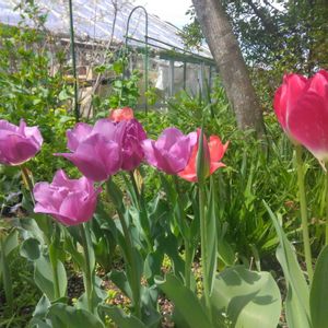 きれい,咲いた！,季節の花,花のある暮らし,綺麗の画像