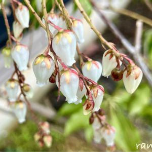 地植え,小さな庭の画像