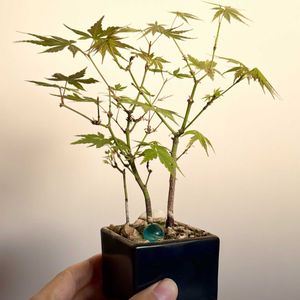 イロハモミジ,イロハモミジ,盆栽,実生,小品盆栽の画像