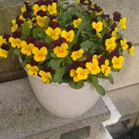 キキョウ,フィオリーナ ベルベットゴールド,花のある暮らし,激安！,小さな春の画像