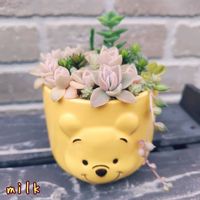 ヒスパニクム,星の王子,若緑,エンジェルティアーズ錦,ホワイトパールの画像