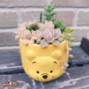 ヒスパニクム,星の王子,若緑,エンジェルティアーズ錦,ホワイトパールの画像