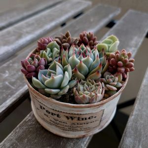 寄せ植え,多肉好きの画像