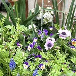 アネモネ,チューリップ,ネモフィラ,ムスカリ,可愛いの画像