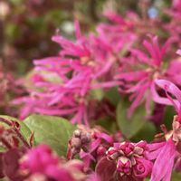 モッコウバラ,ヤブデマリ,ユスラウメ,ベニバナトキワマンサク,ビバーナム ティヌスの画像