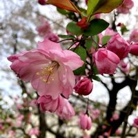 ハナカイドウ,庭の画像