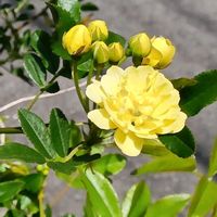 モッコウバラ,たつなみ草,鉢植え,地植え,花のある暮らしの画像