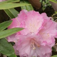 シャクナゲ,シャクナゲ,アオダモ,アオダモ,ロドレイアの画像