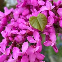 ハナズオウ,ハナズオウ,鉢植え,地植え,ピンクの花の画像