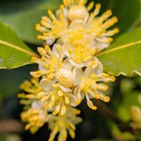 月桂樹,ローリエ,ローリエ…月桂樹,今日のお花,雄株の画像
