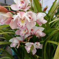 シンビジウムの画像