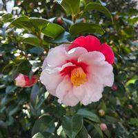 ツバキ,ツバキ,さくら サクラ 桜,常緑樹,お出掛け先の画像