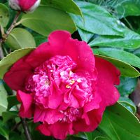 月桂樹,ツバキ,ムサシアブミ,ハッカクレン,ゲッケイジュの画像