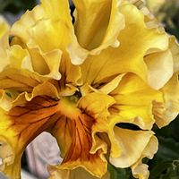 ガーベラ,ガーベラ,オステオスペルマム アキラ,山椒の花,山椒の花の画像