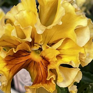 ガーベラ,ガーベラ,オステオスペルマム アキラ,山椒の花,山椒の花の画像