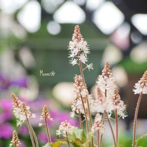 ティアレラ,かわいいな♡,植物のある暮らし,植中毒,おうち園芸の画像