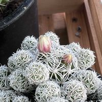 サボテン,銀手毬,銀手毬,赤花銀手毬,赤花銀手毬の画像