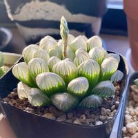 オブツーサ,ハオルチア,ドドソン紫オブツーサ,多肉植物の画像