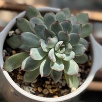 花うらら,はなうらら,Echeveria pulidonis,多肉植物,かわいいの画像