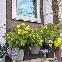 チューリップ,バージニアストック,ビオラ,ミモザ,ラベンダー デンタータの画像