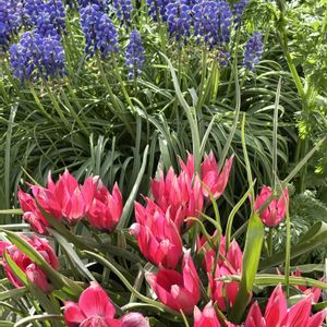 チューリップ,癒し,花のある暮らし,植物のある暮らし, チューリップの画像