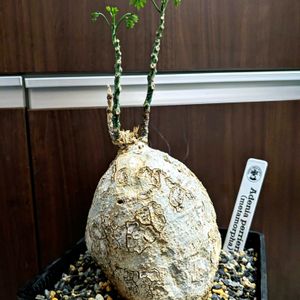 アデニア ペリエリ,アデニア・メタモルファ,多肉植物,塊根植物,成長記録の画像