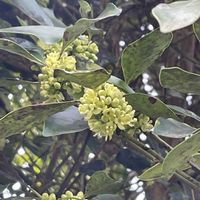 タラヨウ,花壇,ガーデニング,山野草,樹木の画像