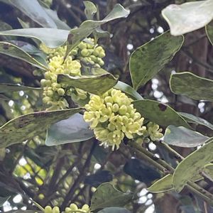 タラヨウ,花壇,ガーデニング,山野草,樹木の画像