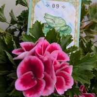 ペラルゴニウム,花言葉,いつもありがとう♡,花のある暮らし,大切な人を想いながら…の画像