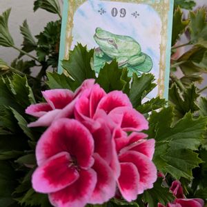 ペラルゴニウム,花言葉,いつもありがとう♡,花のある暮らし,大切な人を想いながら…の画像