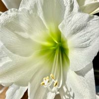 アマリリス,アマリリス,白い花,癒し,ホワイトの画像