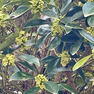 タラヨウ,花壇,ガーデニング,山野草,樹木の画像