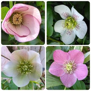 クリスマスローズ,地植え,マイガーデン,可愛らしい,綺麗✨の画像