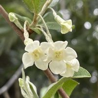 ナツグミ,花壇,ガーデニング,山野草,果樹の画像