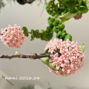 ホヤ・カルノーサ・コンパクタ,ホヤ(サクララン),放置栽培,ずぼらガーデナー,リビング・ダイニングの画像