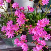 レウィシア,宿根イベリス,葉牡丹の花,スーパーベナ コーラルトゥインクル,スーパーアリッサム スノープリンセスの画像