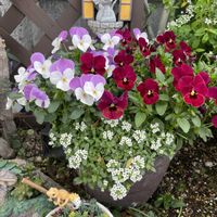 アリッサム,セダム,ビオラ,多肉植物,多肉寄せ植えの画像