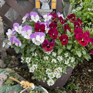 アリッサム,セダム,ビオラ,多肉植物,多肉寄せ植えの画像